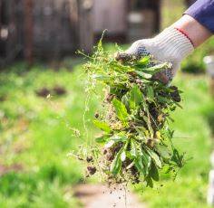débroussailler son jardin