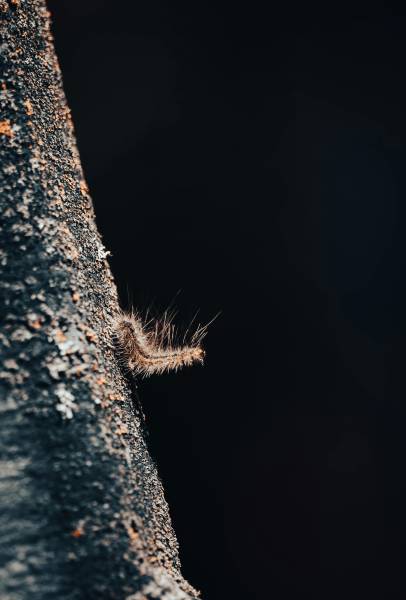 chenilles processionnaires