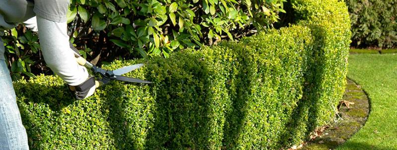 Professionnels à domicile pour l'entretien de jardin avec réduction fiscale et crédit d'impôt à Roanne